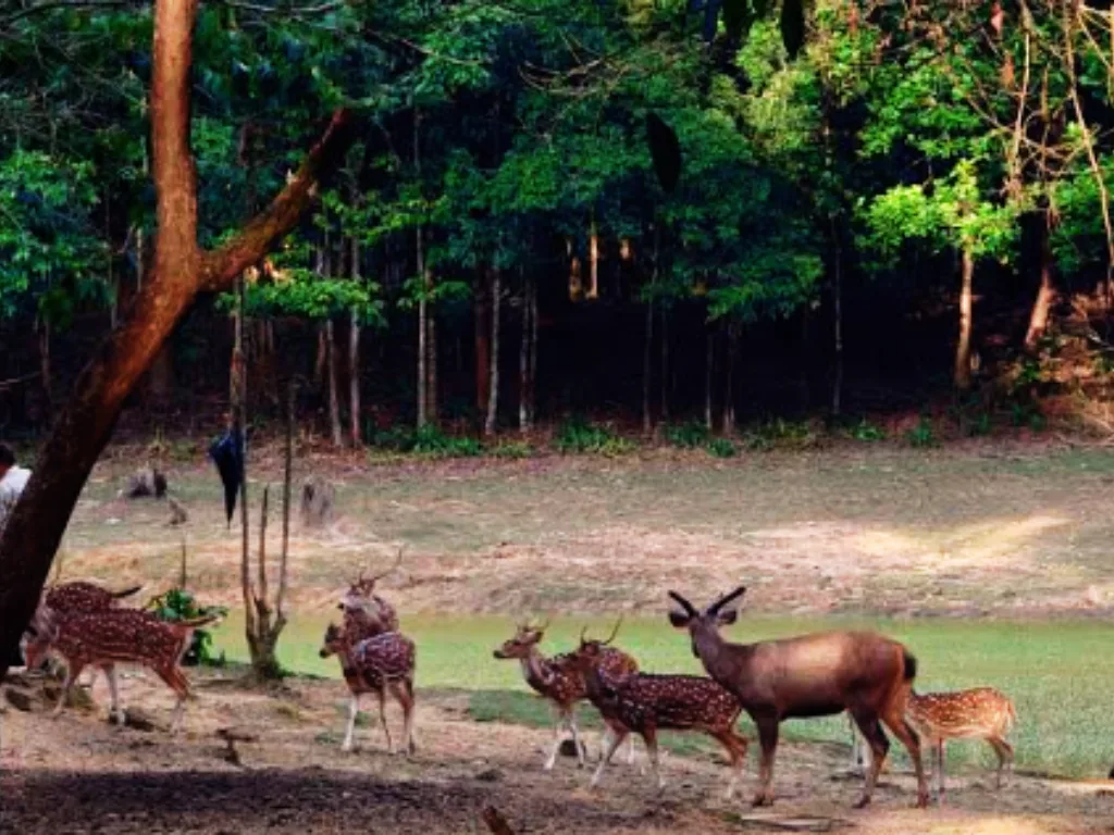 Dulahazara Safari Park By CoxRide
